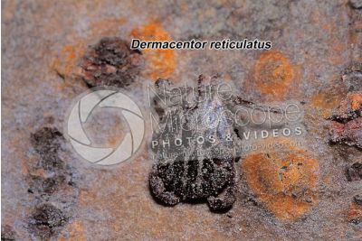 Dermacentor reticulatus. Ornate cow tick. Male