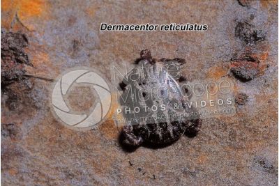 Dermacentor reticulatus. Ornate cow tick. Male