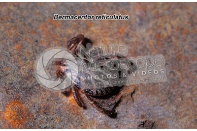 Dermacentor reticulatus. Ornate cow tick. Male