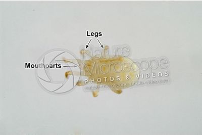 Dermanyssus gallinae. Red mite. Ventral view