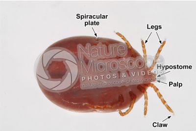 Ixodes canisuga. Dog tick. Ventral view