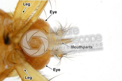 Crataerina hirundinis. Ventral view. 5X
