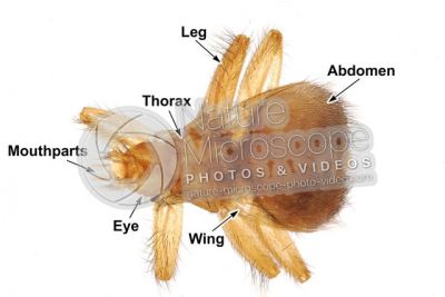Crataerina pallida. Swift lousefly. Dorsal view