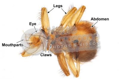 Crataerina pallida. Swift lousefly. Ventral view