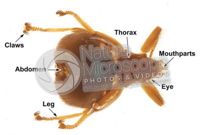Crataerina pallida. Swift lousefly. Dorsal view