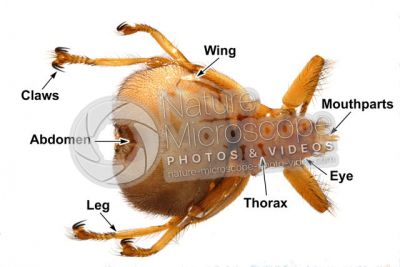 Crataerina pallida. Swift lousefly. Dorsal view