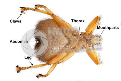 Crataerina pallida. Swift lousefly. Ventral view