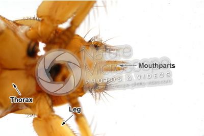 Crataerina pallida. Swift lousefly. Ventral view. 5X