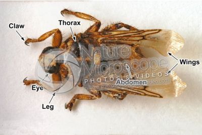 Hippobosca equina. Forest fly