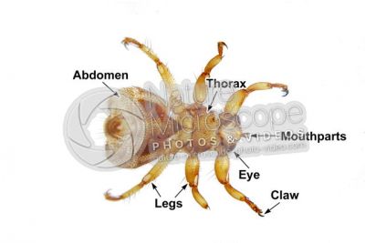 Lipotema cervi. Ventral view