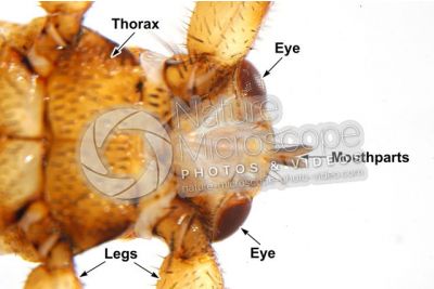 Lipotema cervi. Ventral view. 5X