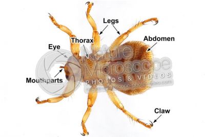 Lipotema cervi. Ventral view
