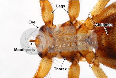 Lipotema cervi. Ventral view. 3X