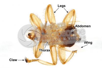 Stenepteryx hirundinis. Ventral view