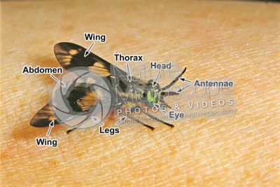 Chrysops caecutiens. Splayed deer fly