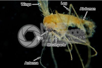 Phlebotomus papatasi. Sand fly. Lateral view