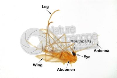 Phlebotomus papatasi. Sand fly. Lateral view