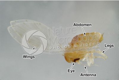 Phlebotomus papatasi. Sand fly. Lateral view