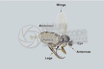 Phlebotomus papatasi. Sand fly. Lateral view