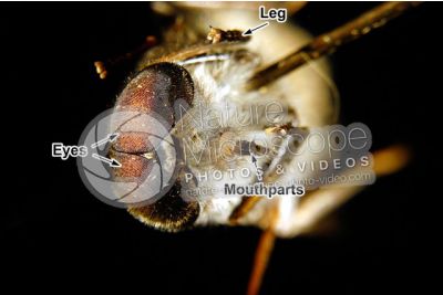 Tabanus sp. Horse-fly. Front view. 2X