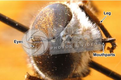 Tabanus sp. Horse-fly. Front view. 5X