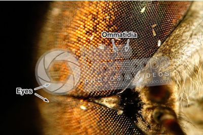 Tabanus sp. Horse-fly. Front view. 15X