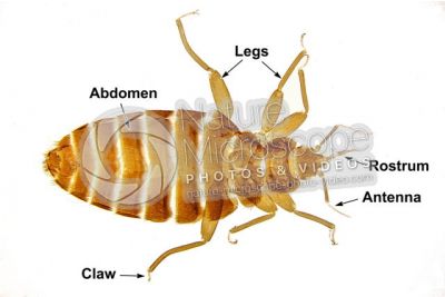 Cimex lectularius. Bed bug. Dorsal view. 7X