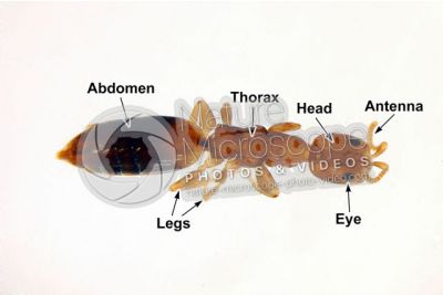 Scleroderma domesticum. Dorsal view