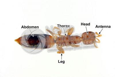 Scleroderma domesticum. Ventral view