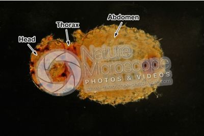 Damalinia equi. Biting louse. Dorsal view