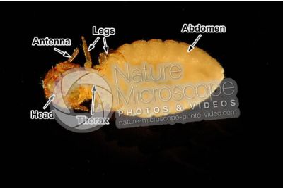Damalinia equi. Biting louse. Ventral view