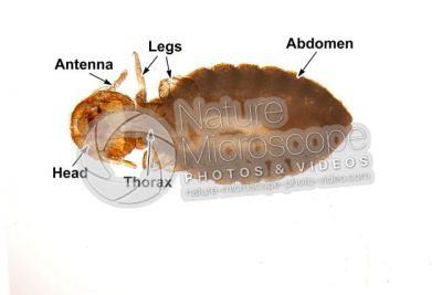 Damalinia equi. Biting louse. Ventral view