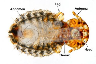 Damalinia equi. Biting louse. Ventral view