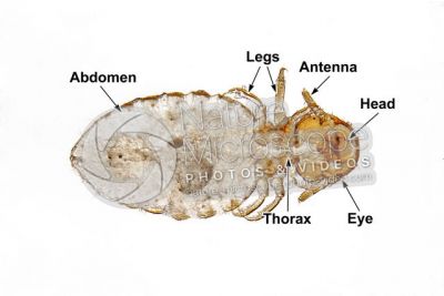 Damalinia equi. Biting louse. Ventral view