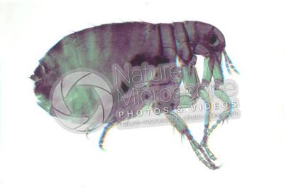 Pulex irritans. Human flea. Female. Lateral view. 3D image