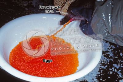 Trout breeding. Squeezing eggs of Oncorhynchus mykiss. Rainbow trout