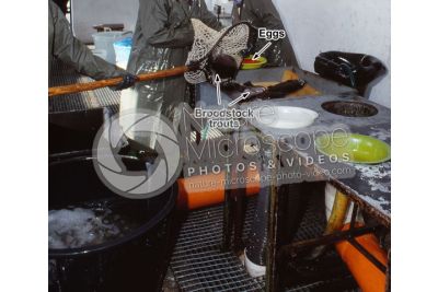 Trout breeding. Squeezing eggs of Oncorhynchus mykiss. Rainbow trout