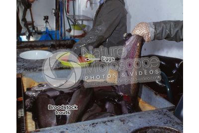 Trout breeding. Squeezing eggs of Oncorhynchus mykiss. Rainbow trout