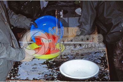 Trout breeding. Squeezing eggs of Oncorhynchus mykiss. Rainbow trout
