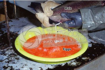 Trout breeding. Squeezing sperm of Oncorhynchus mykiss. Rainbow trout