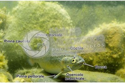 Troticoltura. Oncorhynchus mykiss. Trota iridea