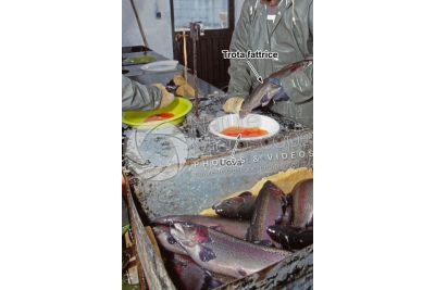 Troticoltura. Spremitura delle uova di Oncorhynchus mykiss. Trota iridea