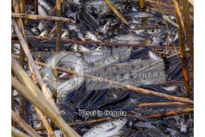 Scardinius erythrophthalmus. Scardola. Riproduzione