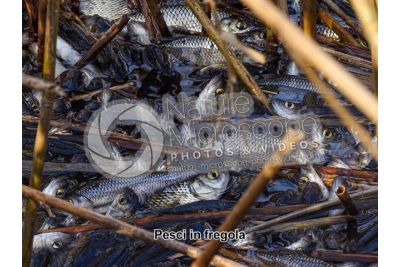 Scardinius erythrophthalmus. Scardola. Riproduzione