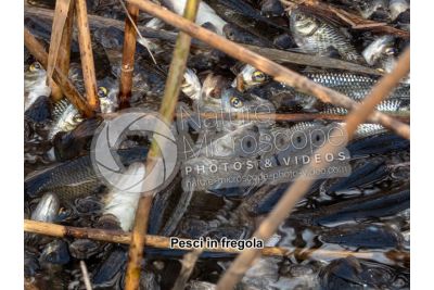 Scardinius erythrophthalmus. Scardola. Riproduzione
