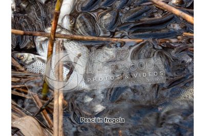 Scardinius erythrophthalmus. Scardola. Riproduzione