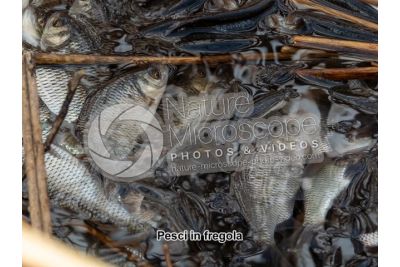 Scardinius erythrophthalmus. Scardola. Riproduzione