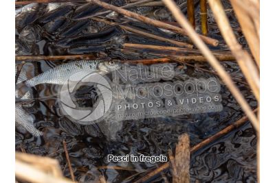 Scardinius erythrophthalmus. Scardola. Riproduzione
