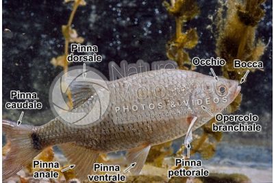 Scardinius erythrophthalmus. Scardola