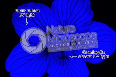 Parnassia palustris. Marsh grass of Parnassus. Ultraviolet light (UV)